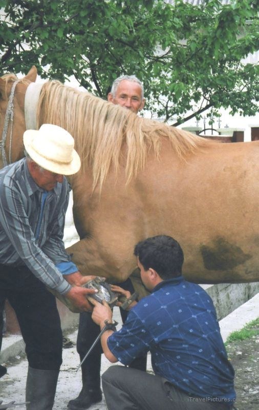 Sapanta horse horseshoe men man